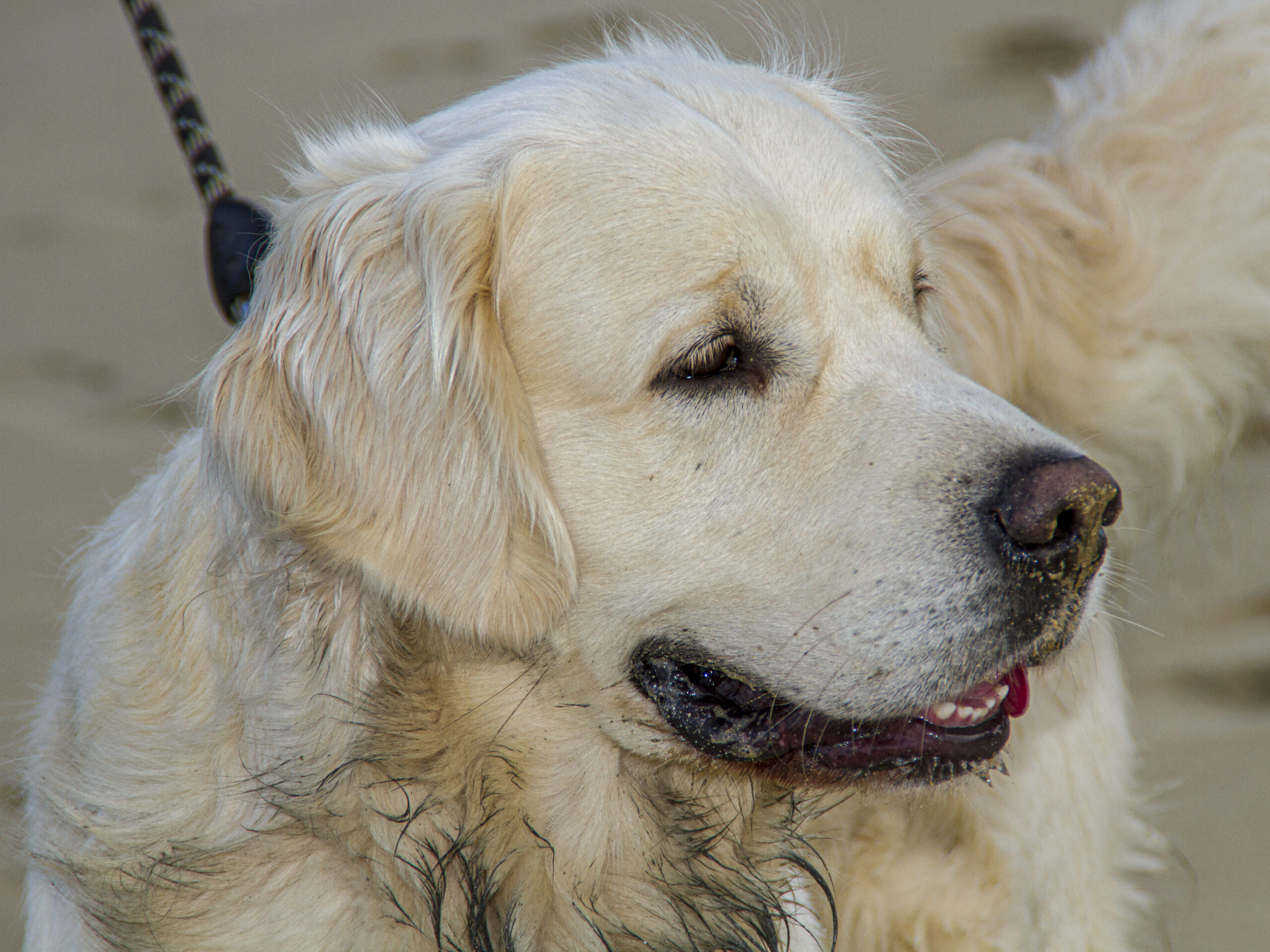 Photo de Kalon, mon premier chien, un Golden retriever
