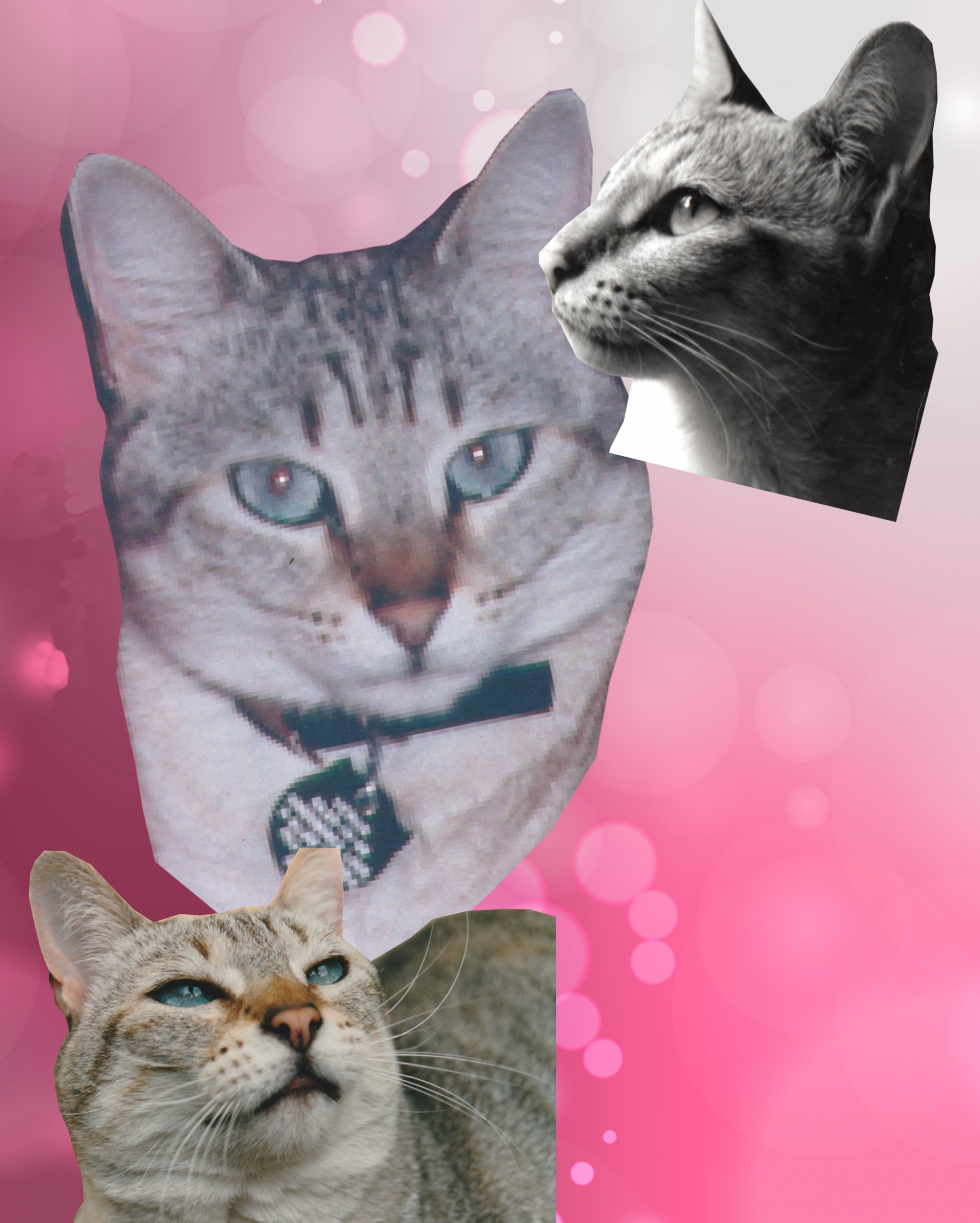 Montage photo réalisé pour la commande de Vénus