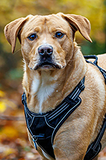 Exemple d'une photo de mauvaise qualité