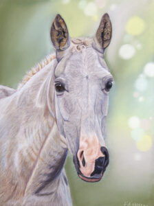 Portrait au pastel sec d'un cheval gris