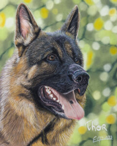 Portrait au pastel sec de Thor, un berger allemand
