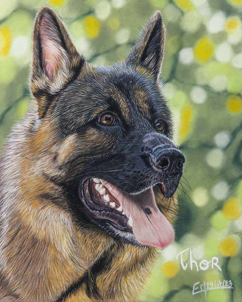 Portrait au pastel sec de Thor, un berger allemand