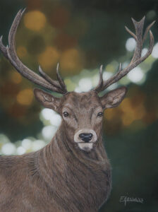 Portrait au pastel sec d'un cerf