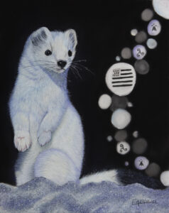 Portrait au pastel sec d'une hermine sur le thème de la Bretagne