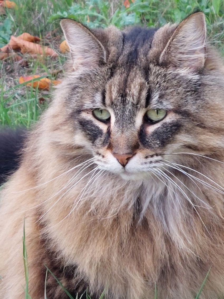 Photo d'Indira, un chat tigré aux poils longs