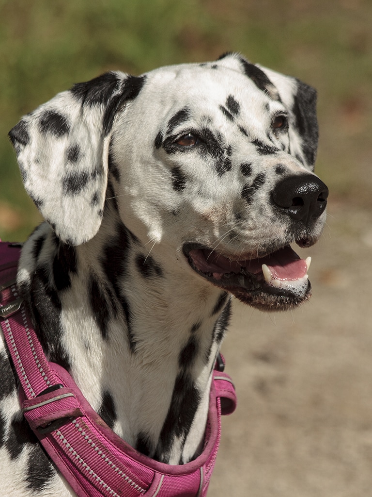 Photo de Lucie, un dalmatien