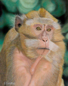 Portrait au pastel sec d'un macaque crabier