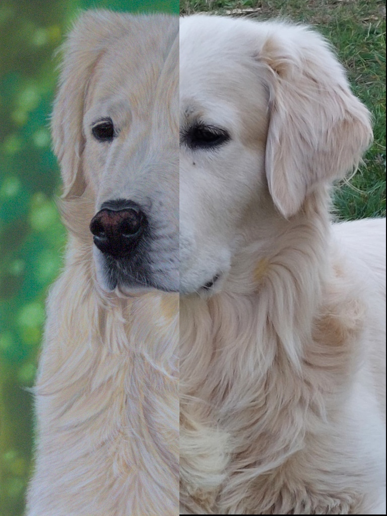 Montage de comparaison entre la photographie et le pastel de Pax