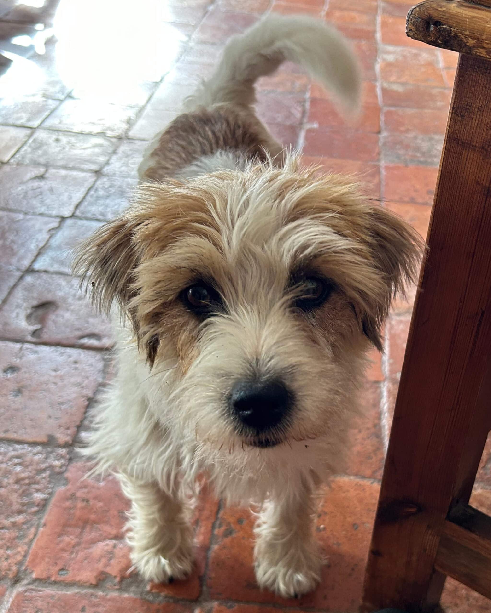 Photo de référence de Pachmina