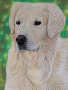 Portrait au pastel sec de Pax, un golden retriever