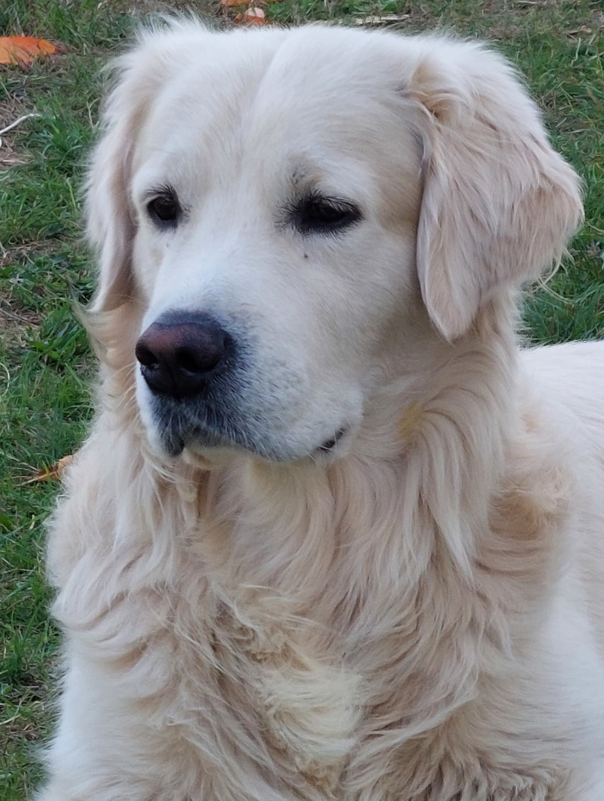 Photo de Pax, un golden retriever