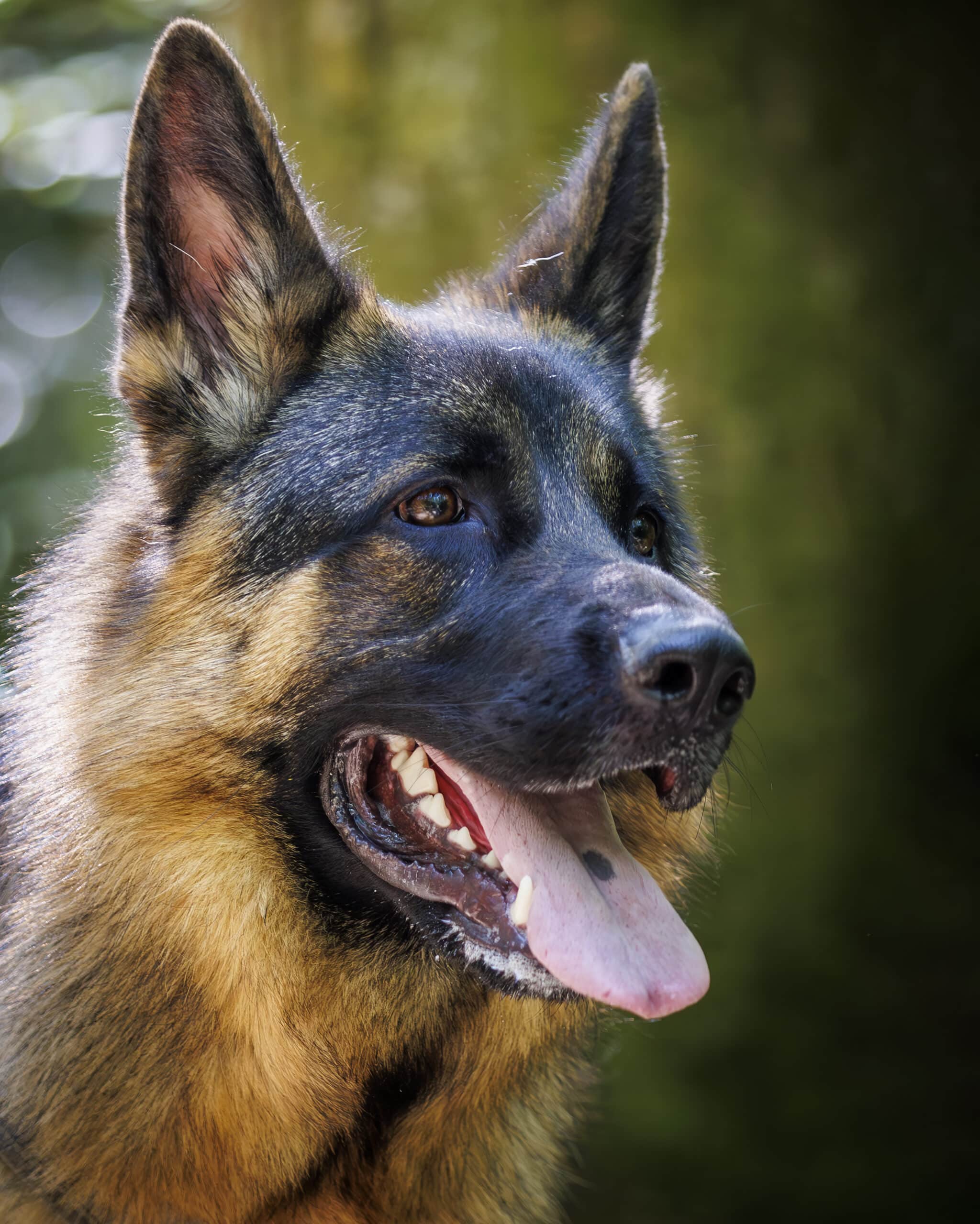 Photo de référence de Thor