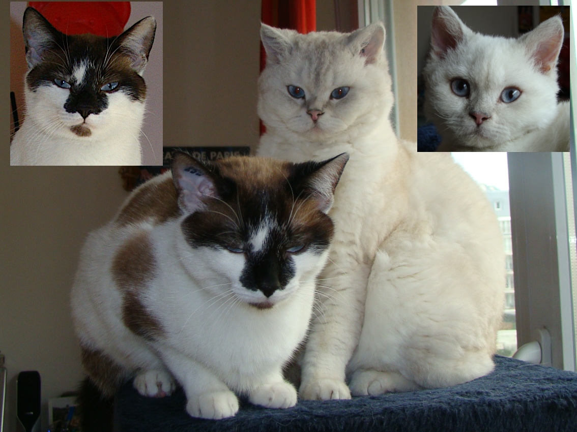 Photos de référence de Cachemire & Lili