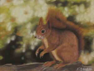 Portait au pastel sec d'un écureuil roux