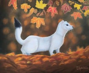 Portrait au pastel sec d'une hermine dans une forêt automnale