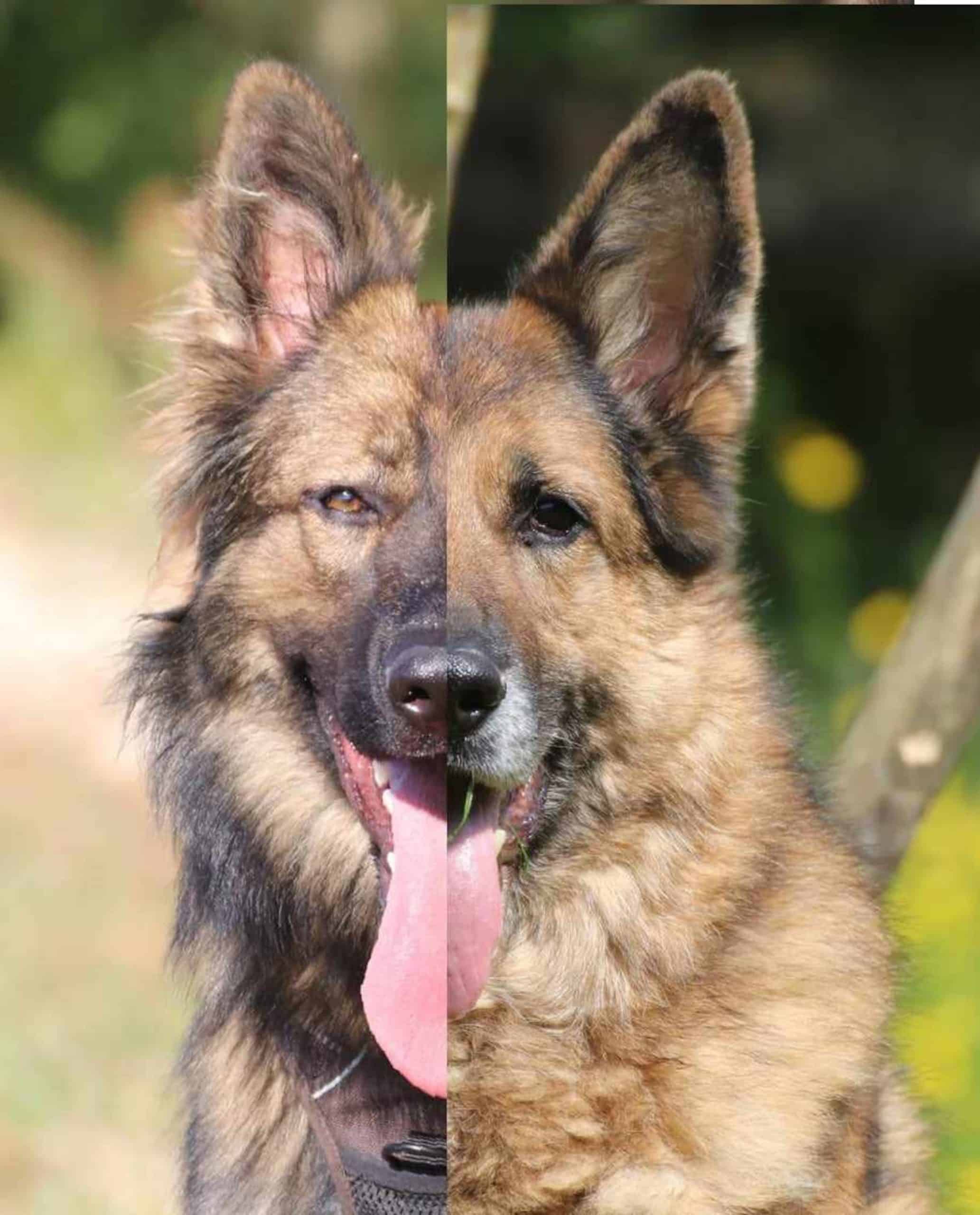 Photomontage avec la moitié du visage de chaque chienne, Heilung et Kaya