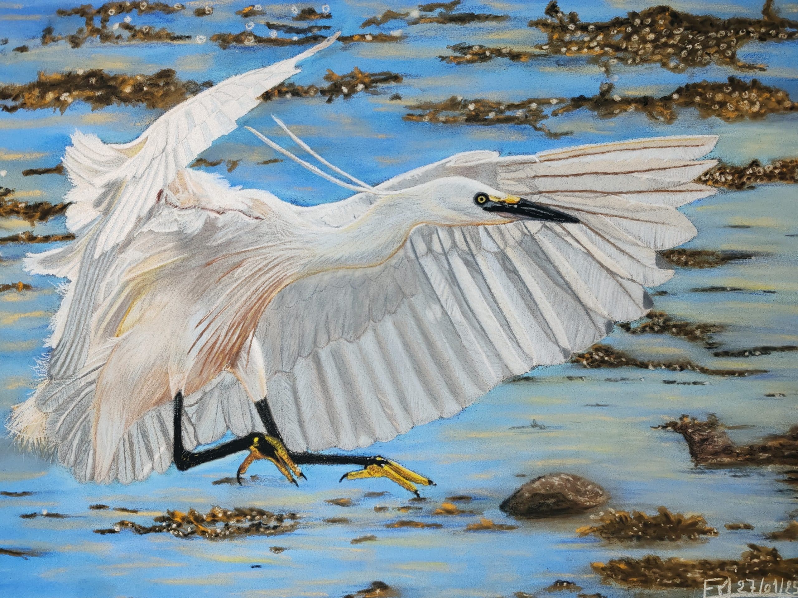 Portrait au pastel sec d'une aigrette s'envolant dans le golfe du Morbihan