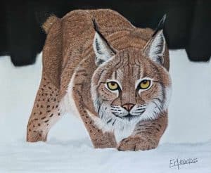 Portrait au pastel sec d'un lynx boréal chassant dans la neige