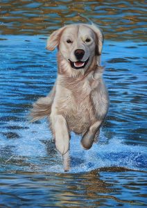 Portrait d'un golden retriever qui court dans la mer