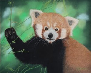 Portrait au pastel sec d'un panda roux mangeant du bombou