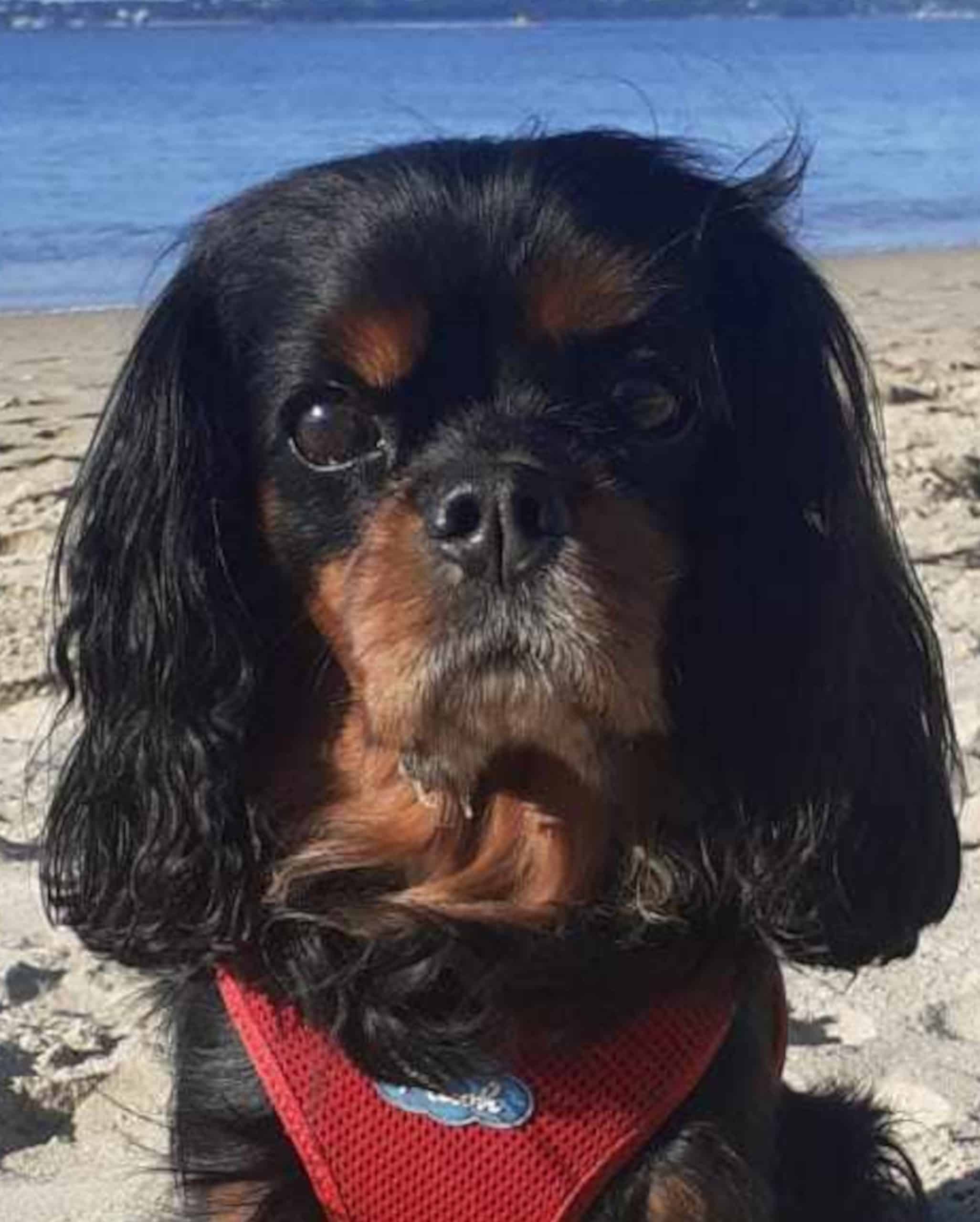 Photo de référence de Dolly, un cavalier King Charles