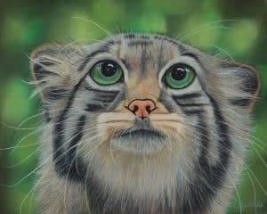 Portrait au pastel sec d'un chat de Pallas, aussi appelé Manul
