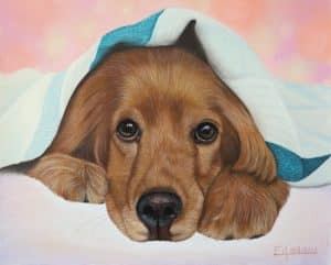Portrait au pastel sec d'un cocker roux sous un plaid