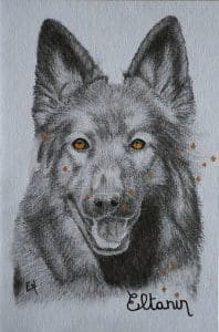 Portrait presque monochrome d'Eltanin, une altdeutscher schaferhund, avec les étoiles de la constellation éponyme
