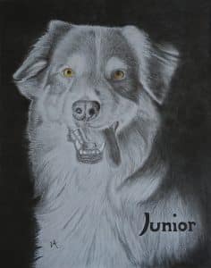 Portrait presque monochrome de Junior, un berger australien rouge tricolore