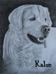 Portrait "presque monochrome" de Kalon, un golden retriever
