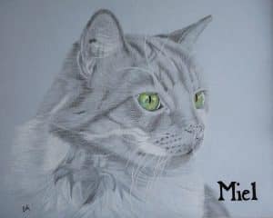 Portrait presque monochrome de Miel, un chat roux et blanc à poils longs