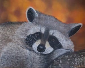 Portrait au pastel sec d'un raton laveur couché sur une branche